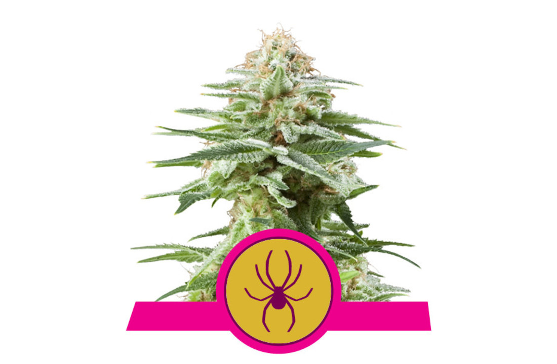 Royal Queen Seeds White Widow - 5 seeds