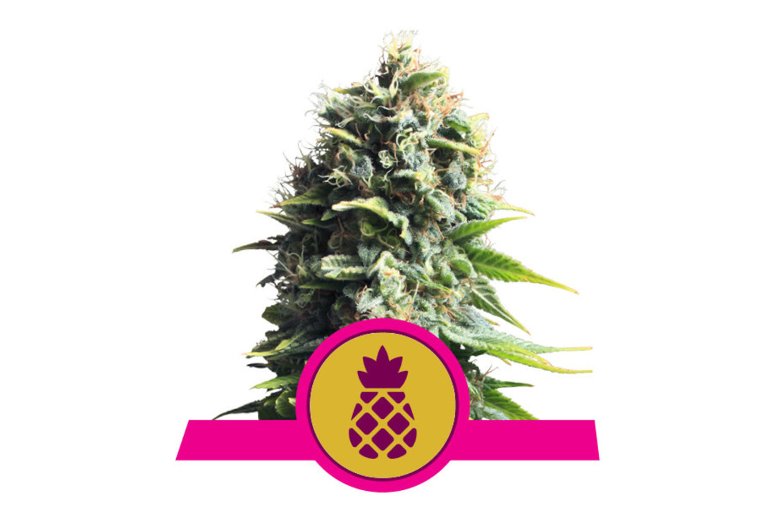 Royal Queen Seeds Pineapple Kush - 5 seeds