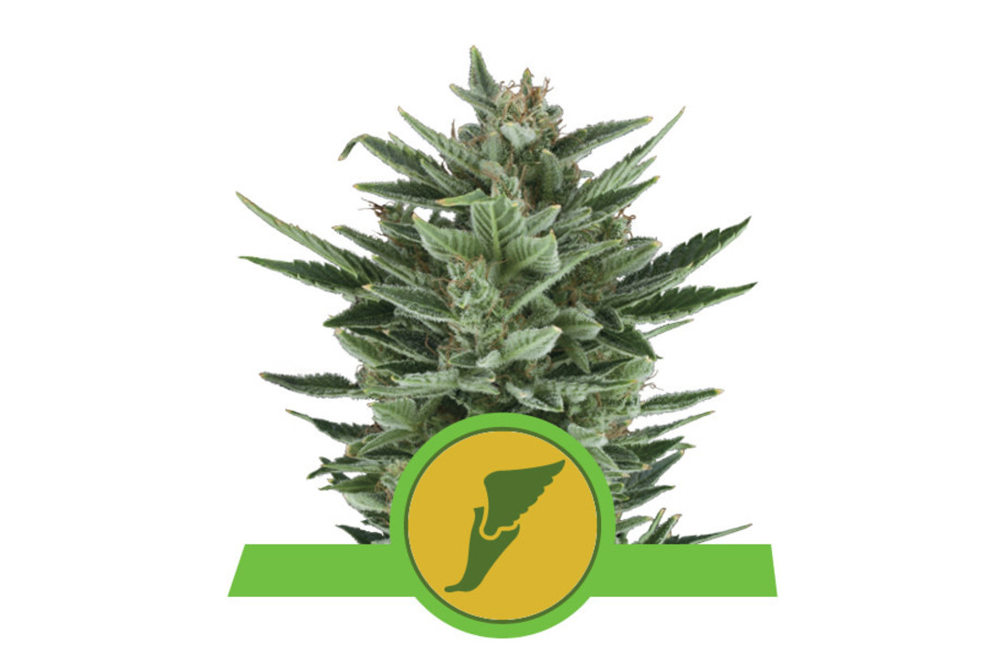 Royal Queen Seeds Quick One Auto - 3 seeds