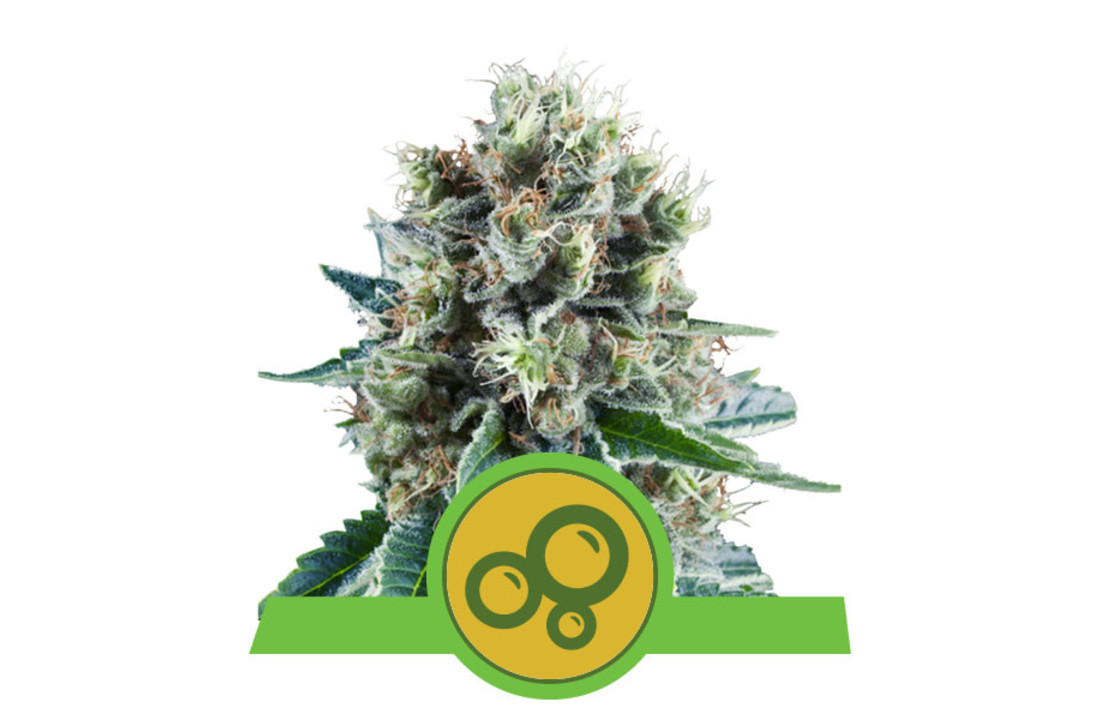 Royal Queen Seeds Bubble Kush Auto - 5 seeds
