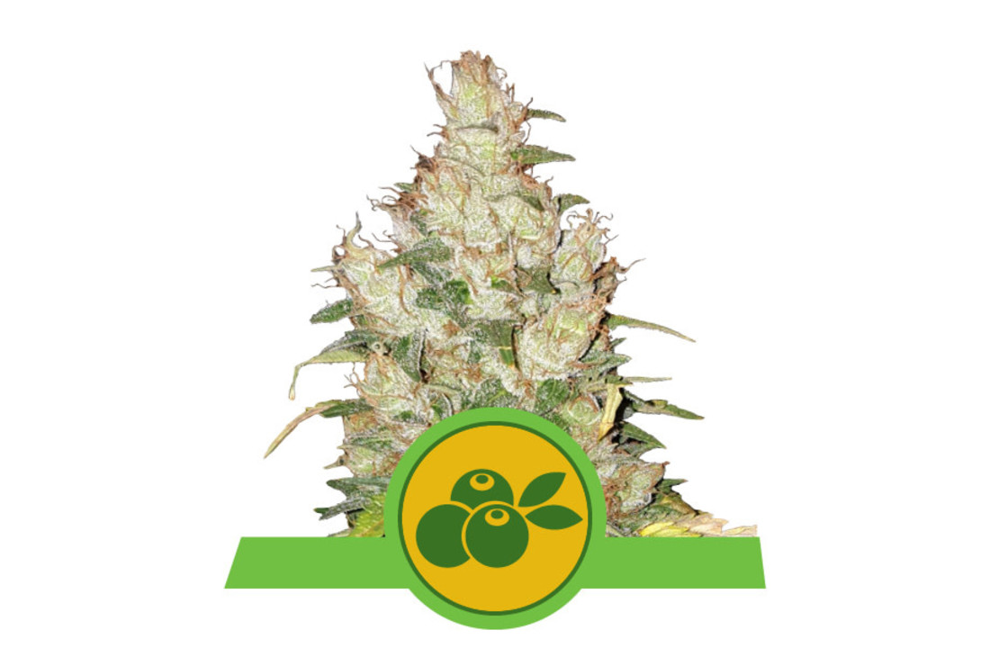 Royal Queen Seeds Haze Berry Auto - 5 seeds