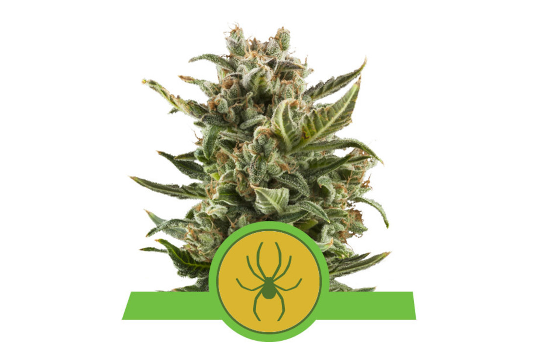 Royal Queen Seeds White Widow Auto - 5 seeds