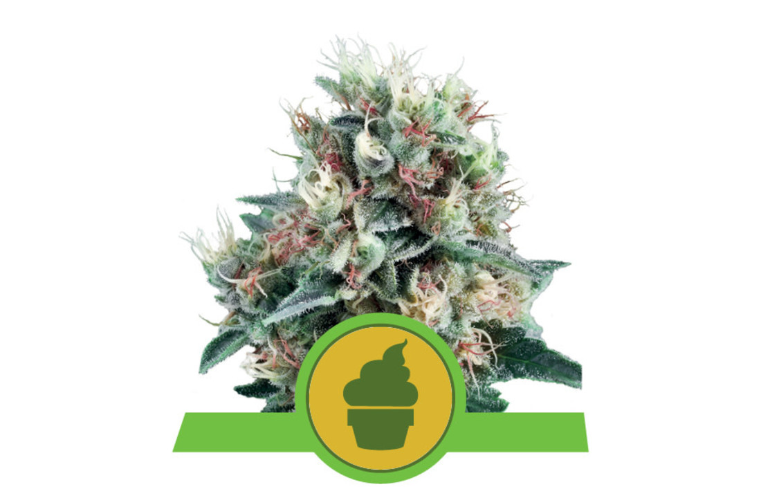 Royal Queen Seeds Royal Creamatic Auto - 5 seeds