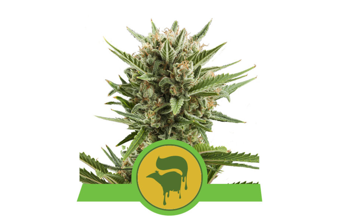 Royal Queen Seeds Sweet Skunk Auto - 3 seeds