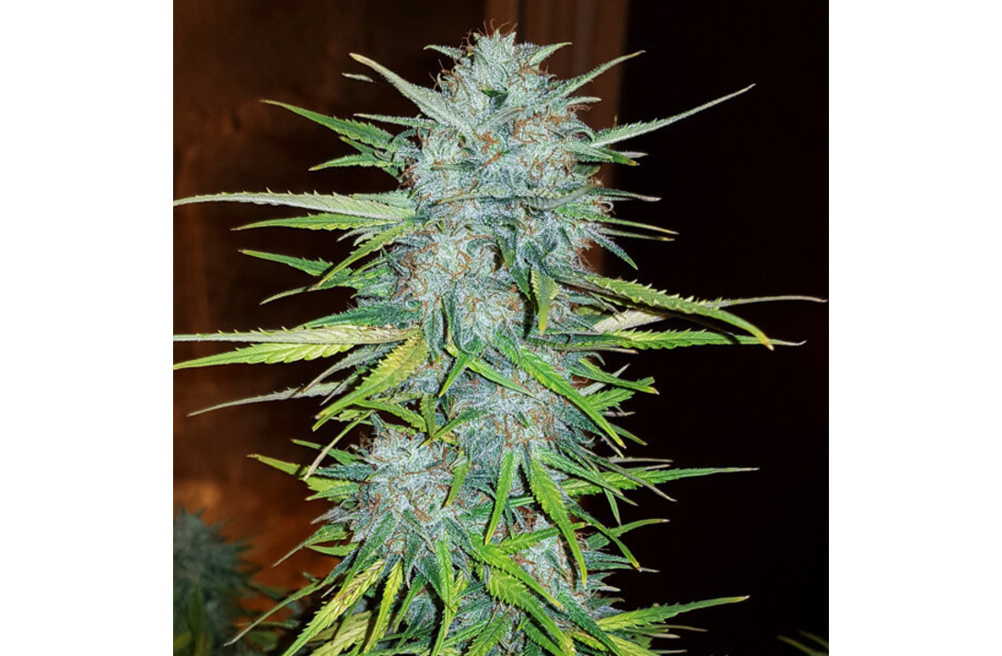 Royal Queen Seeds Royal Creamatic Auto - 3 seeds