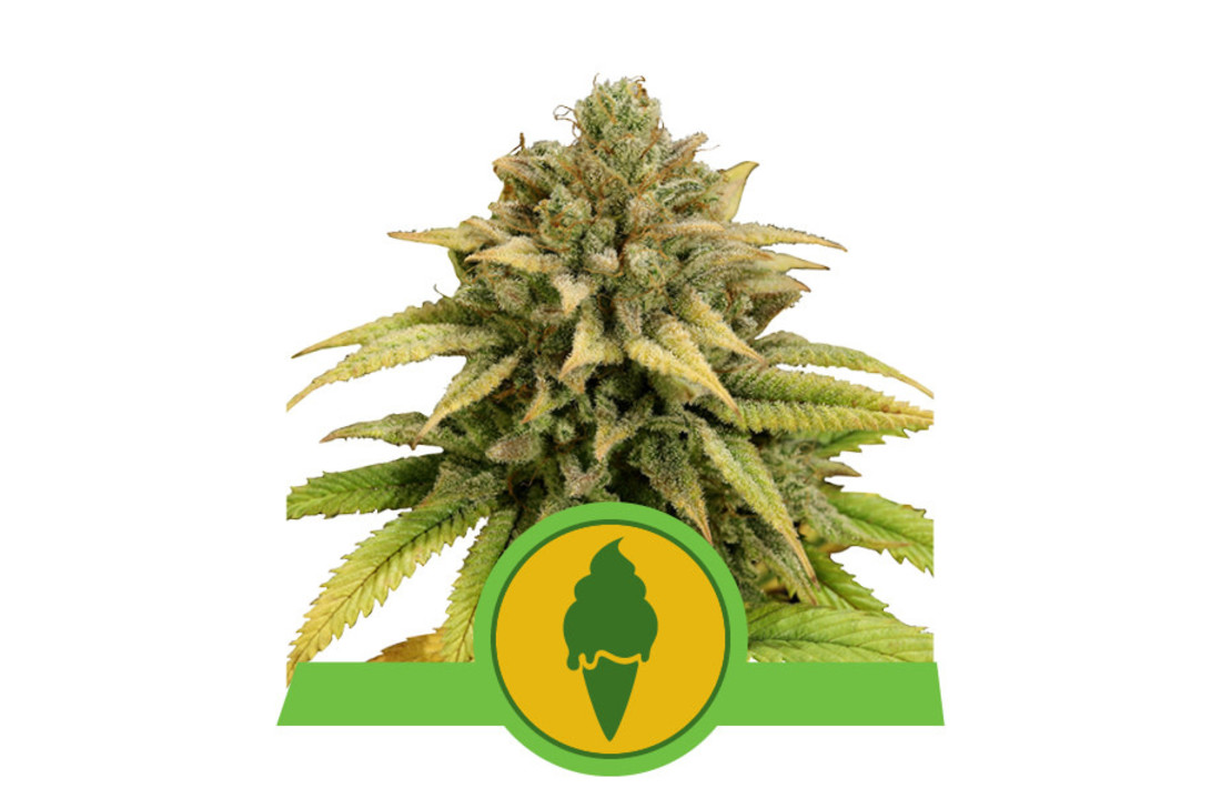 Royal Queen Seeds Grünes Gelato Auto