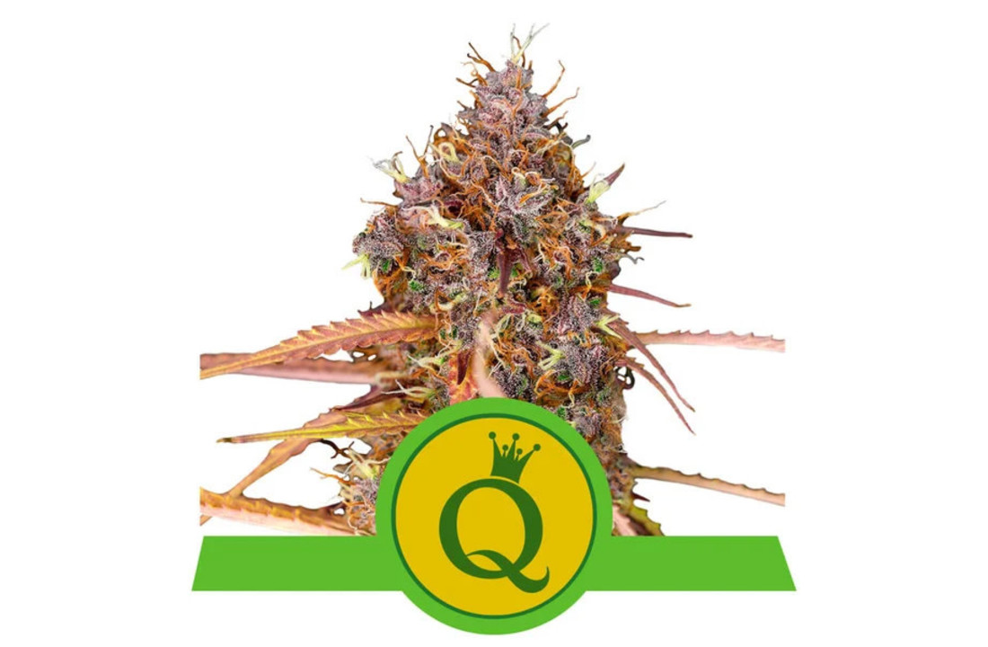 Royal Queen Seeds Lila Königin Auto