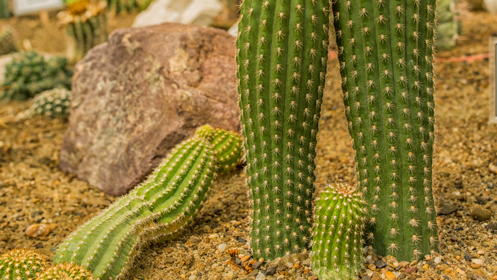 Alles ber San Pedro Kaktus | Pflege & Wirkung