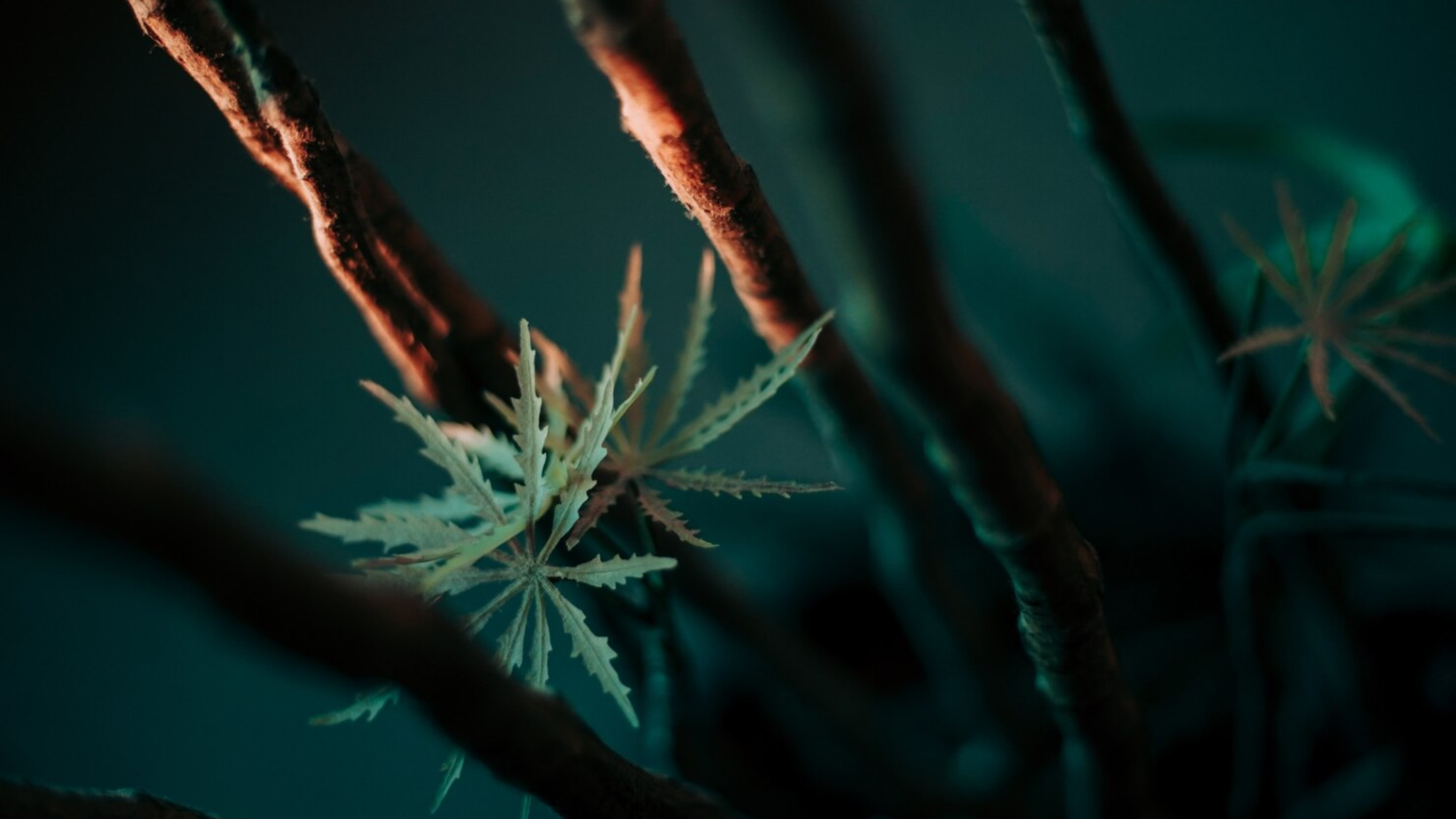 Haze in Bloed - Detectietijd & Invloed Uitgelegd