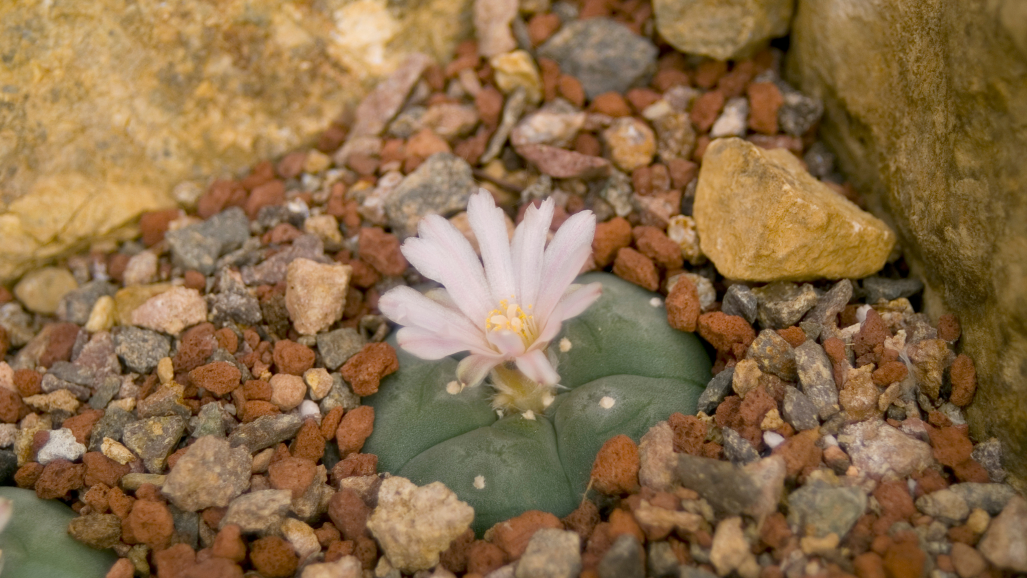 mammillaria camptotricha Mammillaria decipiens ssp. camptotricha (Bird's Nest Cactus) – Rita Lee's  Nursery main image 1