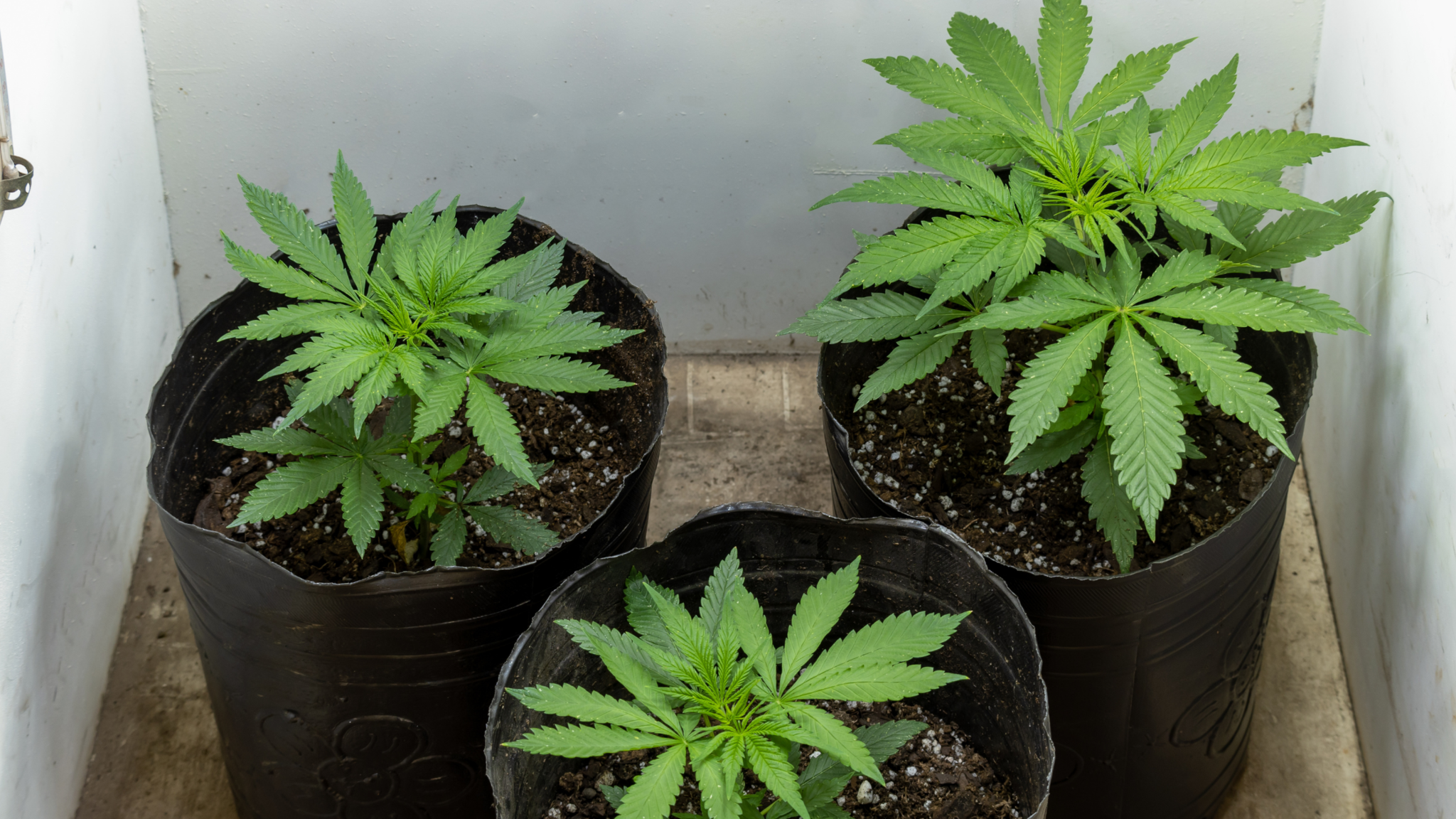 Anbauanleitung - Den richtigen Topf fr deine Cannabispflanze whlen