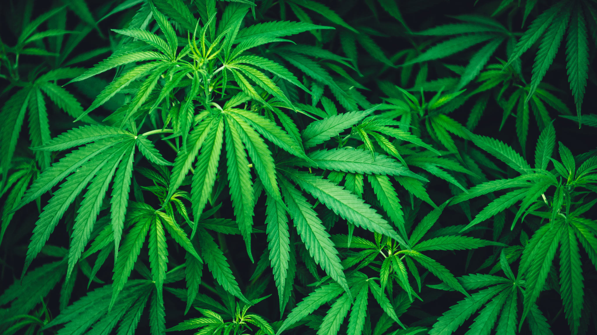 Cannabis Beipflanzung: Schnittlauch