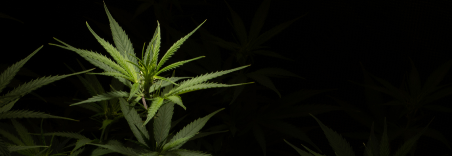 Hoeveel wietplanten mag je hebben in Nederland?