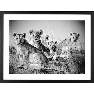 Lionceaux Kenya