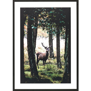 Stag in Forest