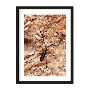 Urban Cotton art print High On Life Insect large