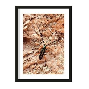 Urban Cotton art print High On Life Insect medium