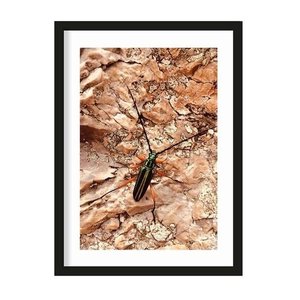 Urban Cotton art print High On Life Insect small