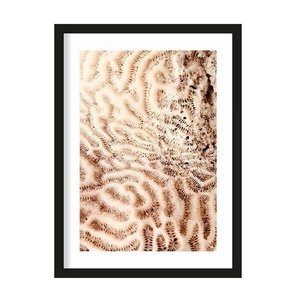 Urban Cotton art print The Brains Of The Sea S