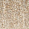 Eleonora Eleonora fauteuil Reza beige