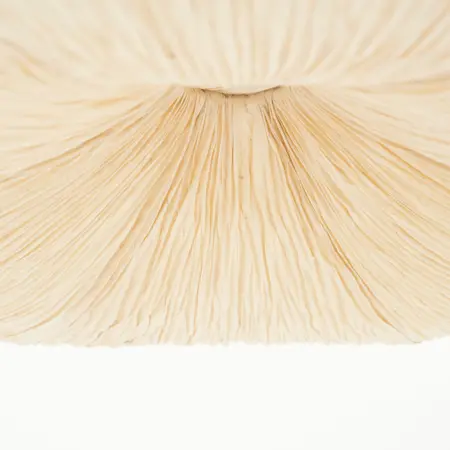 By-Boo By-Boo hanglamp Lokta 2