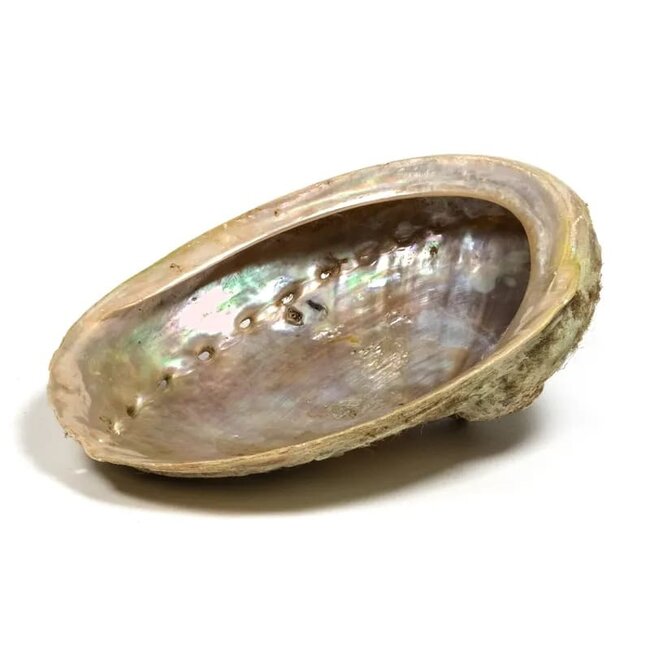 PuurSpirits Abalone Smudge Schelp medium