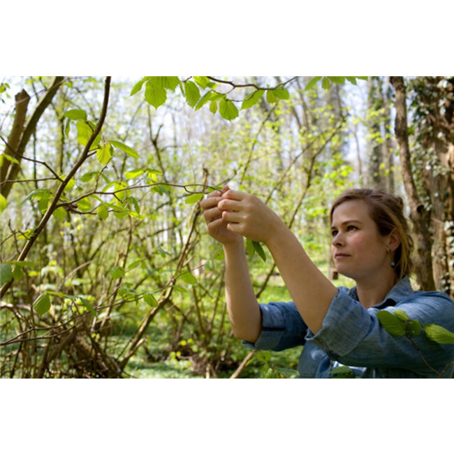 Zeepblok - Kruidenzeep - 100 gram