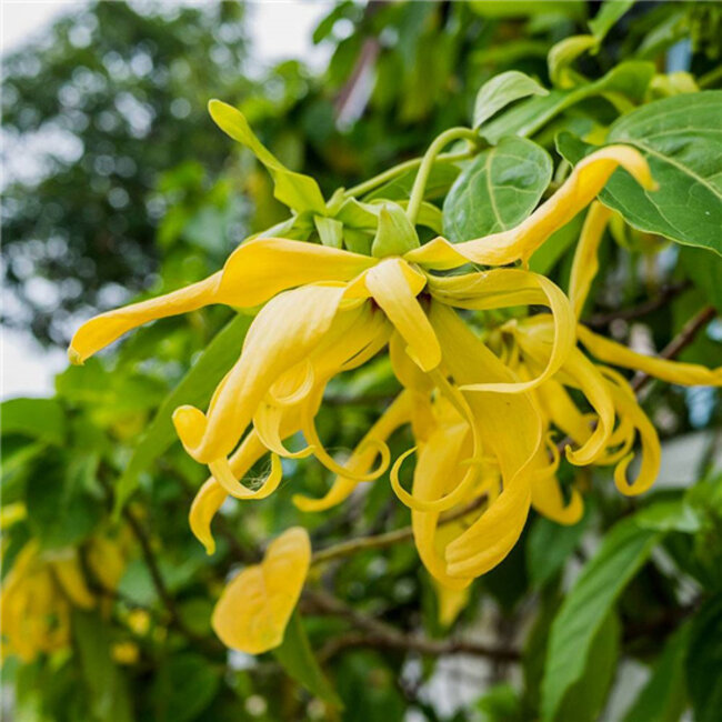 Werfzeep Zeepblok - Ylang Ylang - 100 gram