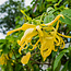 Zeepblok - Ylang Ylang - 100 gram