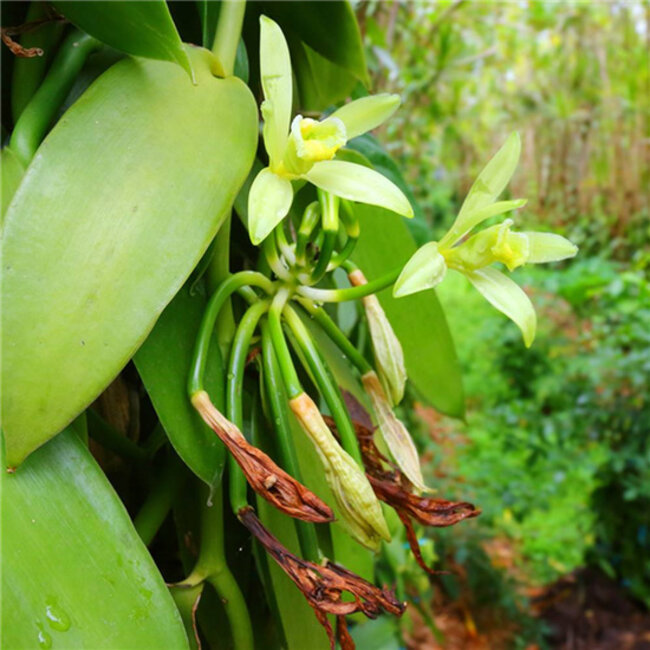 Zeepblok - Ylang Ylang - 100 gram