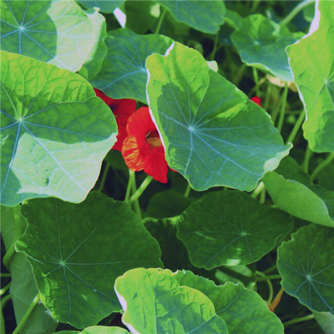 Zeepblok - Groene Klei - 100 gram