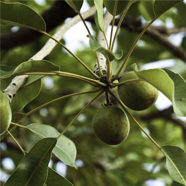 Zeepblok - Karité - 100 gram