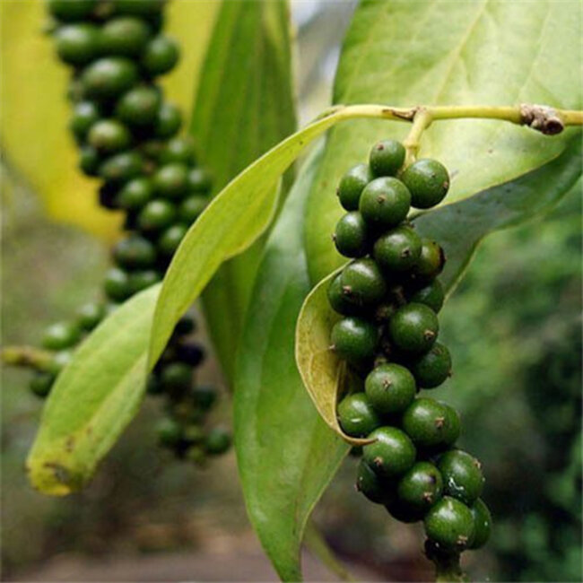 Scrubzeep - Tayyibah - 100 gram