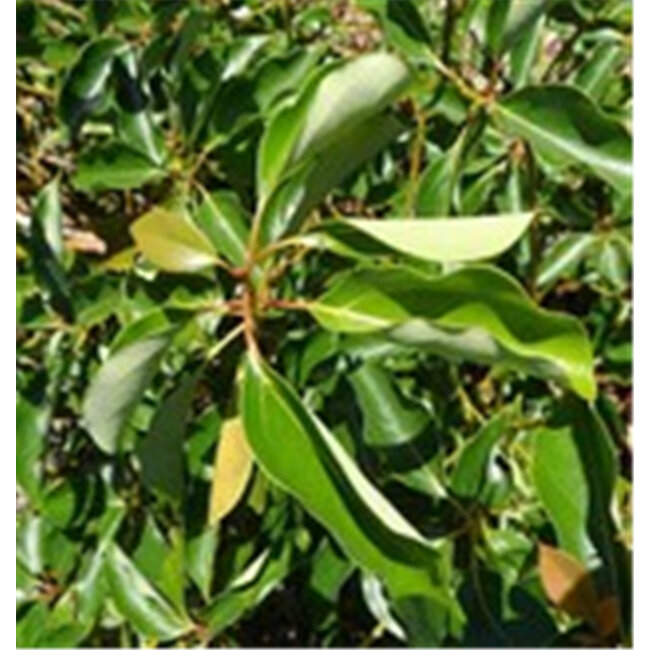 Werfzeep Zeepblok - Ravensara - 100 gram