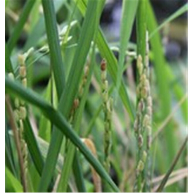 Werfzeep Zeepblok - Oryza - 100 gram