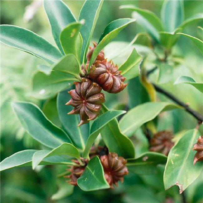 Werfzeep Scrubzeep - Seizoenzeep Herfst - 100 gram