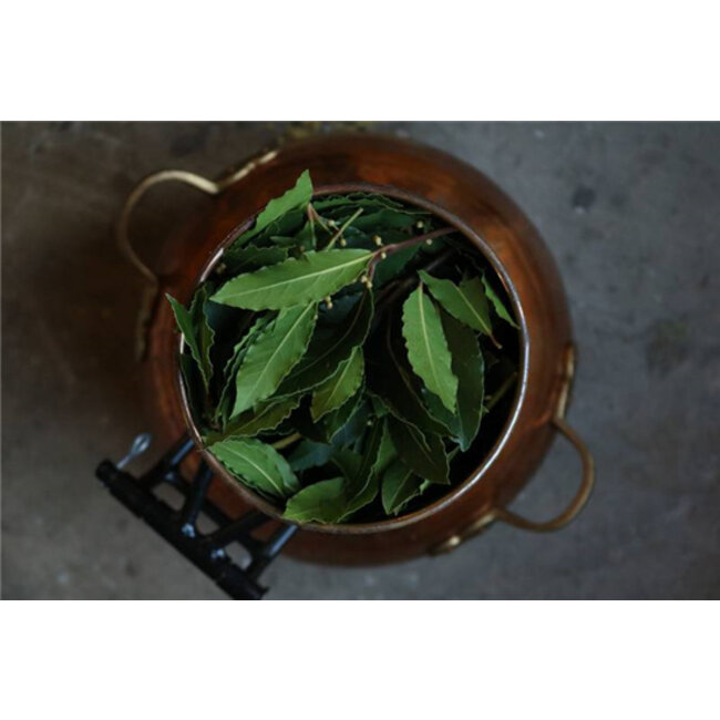 Werfzeep Zeepblok -  Botanische tuinen - Ceder & Laurier