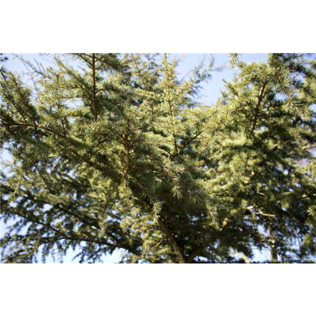 Zeepblok -  Botanische tuinen - Ceder & Laurier