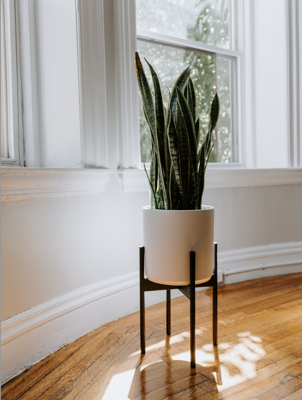 Plantenstandaards - Stijlvolle Groenaccenten in Huis