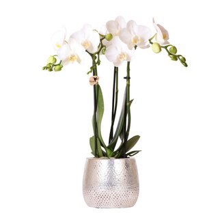 Witte Phalaenopsis Amabilis Orchidee | Elite Pot Zilver | Kolibri Orchids
