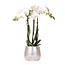 Witte Phalaenopsis Amabilis Orchidee | Elite Pot Zilver | Kolibri Orchids