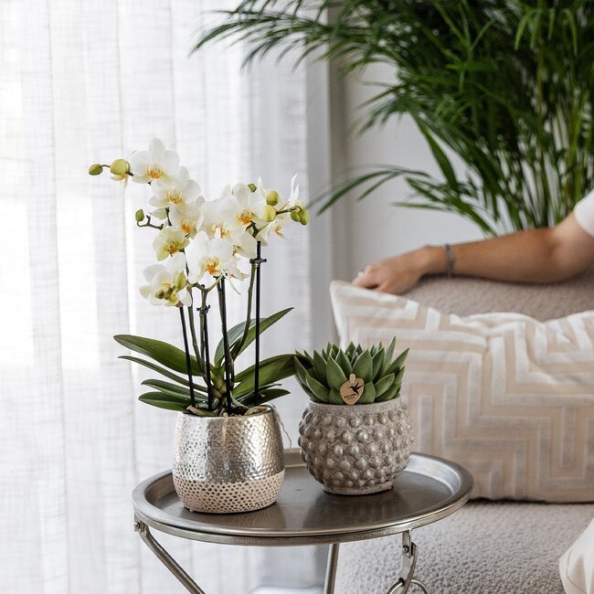 Witte Phalaenopsis Amabilis Orchidee | Elite Pot Zilver | Kolibri Orchids