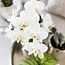 Witte Phalaenopsis Amabilis Orchidee | Elite Pot Zilver | Kolibri Orchids