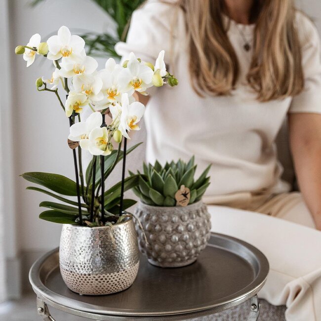 Witte Phalaenopsis Amabilis Orchidee | Elite Pot Zilver | Kolibri Orchids