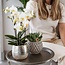 Witte Phalaenopsis Amabilis Orchidee | Elite Pot Zilver | Kolibri Orchids