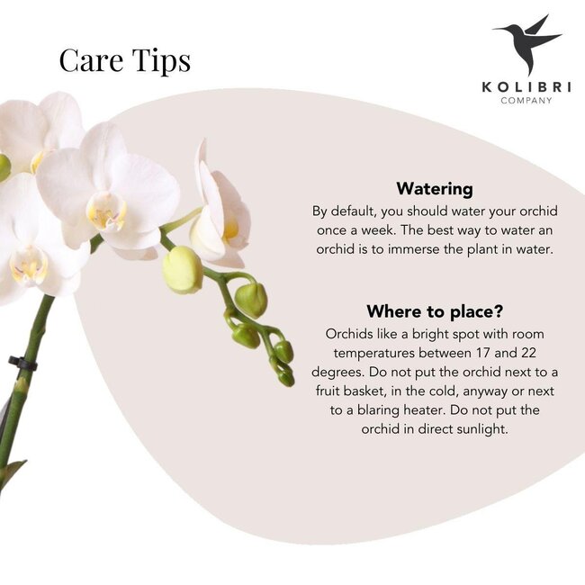 Witte Phalaenopsis Amabilis Orchidee | Elite Pot Zilver | Kolibri Orchids