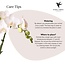 Witte Phalaenopsis Amabilis Orchidee | Elite Pot Zilver | Kolibri Orchids