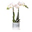 Witte Phalaenopsis Orchidee Amabilis | Sky Pot | Kolibri Orchids