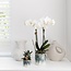 Witte Phalaenopsis Orchidee Amabilis | Sky Pot | Kolibri Orchids