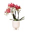 Rode Phalaenopsis Orchidee - Gummy Pot Travertine - Kolibri Orchids